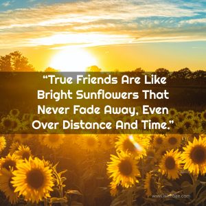 Sunflower Quotes to Inspire and Brighten Your Day - WishBae.Com