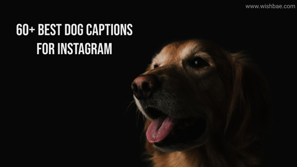 60+ Best Dog Captions for Instagram - WishBae.Com